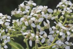 Frostweed, Verbesina virginica