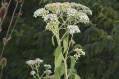 Frostweed, Verbesina virginica