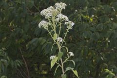Frostweed, Verbesina virginica