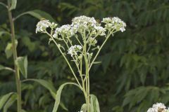 Frostweed, Verbesina virginica