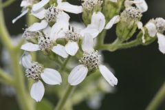 Frostweed, Verbesina virginica