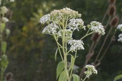 Frostweed, Verbesina virginica