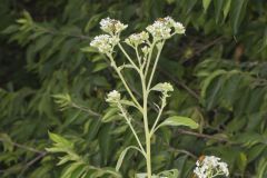 Frostweed, Verbesina virginica