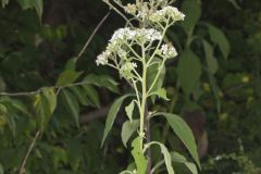 Frostweed, Verbesina virginica