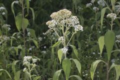 Frostweed, Verbesina virginica