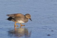 Gadwall, Mareca strepera