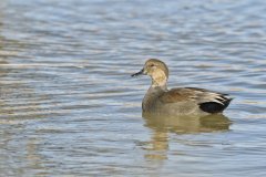 Gadwall, Mareca strepera