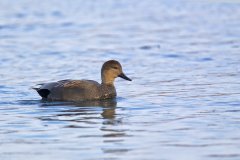 Gadwall, Mareca strepera