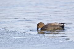 Gadwall, Mareca strepera