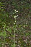 Gall of the Earth, Prenanthes trifoliolata