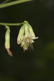 Gall of the Earth, Prenanthes trifoliolata