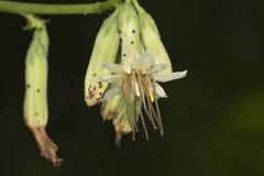 Gall of the Earth