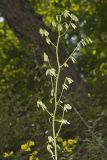 Gall of the Earth, Prenanthes trifoliolata