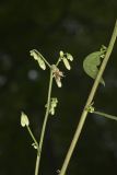Gall of the Earth, Nabalus trifoliolatus