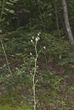 Gall of the Earth, Nabalus trifoliolatus