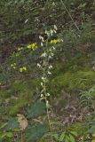 Gall of the Earth, Prenanthes trifoliolata