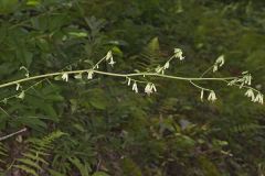 Gall of the Earth, Prenanthes trifoliolata