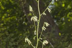 Gall of the Earth, Nabalus trifoliolatus