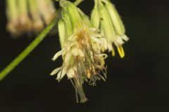 Gall of the Earth, Nabalus trifoliolatus Gall of the Earth, Nabalus trifoliolatus