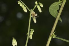 Gall of the Earth, Nabalus trifoliolatus