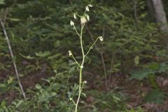 Gall of the Earth, Nabalus trifoliolatus Gall of the Earth, Nabalus trifoliolatus
