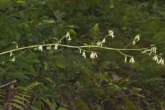 Gall of the Earth, Nabalus trifoliolatus Gall of the Earth, Nabalus trifoliolatus