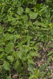 Gallant Soldier, Galinsoga parviflora