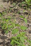 Gallant Soldier, Galinsoga parviflora