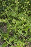 Gallant Soldier, Galinsoga parviflora