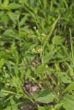 Gallant Soldier, Galinsoga parviflora