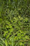 Gallant Soldier, Galinsoga parviflora