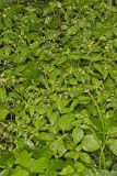 Gallant Soldier, Galinsoga parviflora