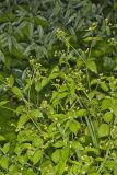 Gallant Soldier, Galinsoga parviflora