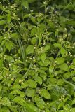 Gallant Soldier, Galinsoga parviflora