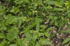 Gallant Soldier, Galinsoga parviflora Gallant Soldier, Galinsoga parviflora