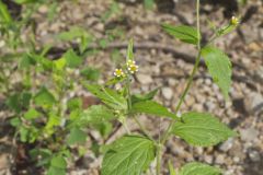 Gallant Soldier, Galinsoga parviflora Gallant Soldier, Galinsoga parviflora