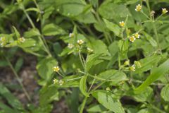 Gallant Soldier, Galinsoga parviflora Gallant Soldier, Galinsoga parviflora