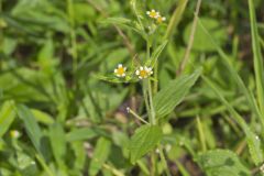 Gallant Soldier, Galinsoga parviflora Gallant Soldier, Galinsoga parviflora