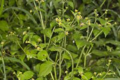 Gallant Soldier, Galinsoga parviflora Gallant Soldier, Galinsoga parviflora