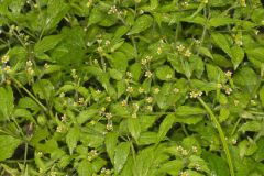 Gallant Soldier, Galinsoga parviflora Gallant Soldier, Galinsoga parviflora