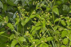 Gallant Soldier, Galinsoga parviflora Gallant Soldier, Galinsoga parviflora