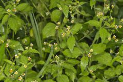 Gallant Soldier, Galinsoga parviflora Gallant Soldier, Galinsoga parviflora