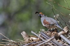 Gambel's Quail