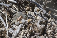 Gambel's Quail, Callipepla gambelii