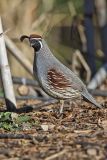 Gambel's Quail, Callipepla gambelii