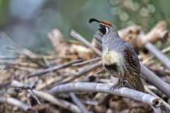 Gambel's Quail, Callipepla gambelii