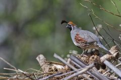 Gambel's Quail, Callipepla gambelii