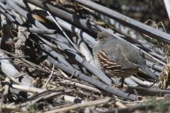Gambel's Quail, Callipepla gambelii