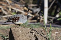 Gambel's Quail, Callipepla gambelii
