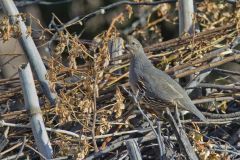 Gambel's Quail, Callipepla gambelii